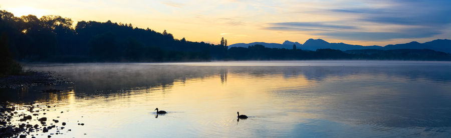 Ducks swimming in lake at sunset