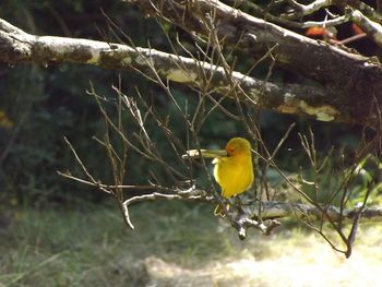 Close-up of bird on tree