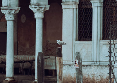 View of old building with a beatiful bird