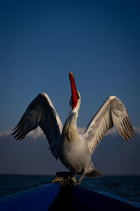 Close-up of bird flying against clear sky