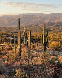 Scenic view of saguaro cactuses and desert against mountains and sky during sunset