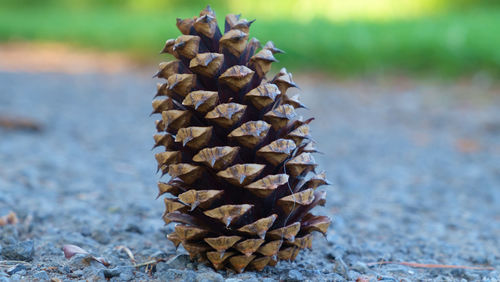 Close-up of a pinecone. 