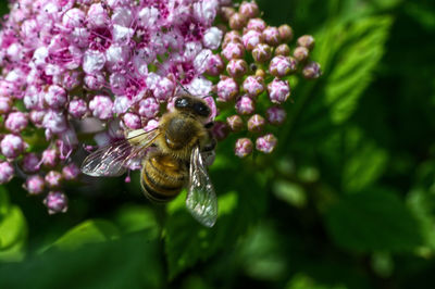 Close-up of insect on purple flower