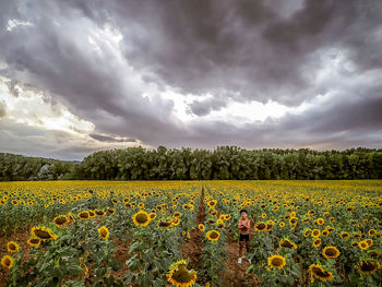 Scenic view of sunflower field against cloudy sky