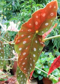 Close-up of leaves