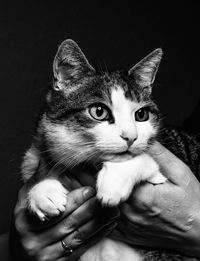 Close-up of hand holding cat against black background