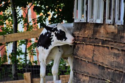 Dog standing on wood