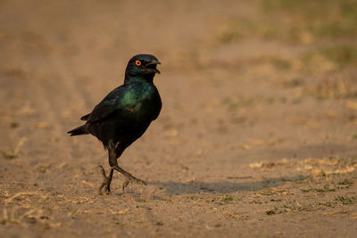 Close-up of bird perching on field