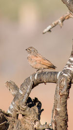 Close-up of bird perching on branch