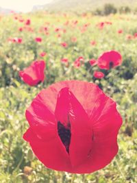 Close-up of red poppy flower