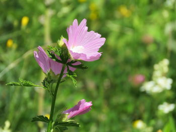 Close-up of pink flowering plant