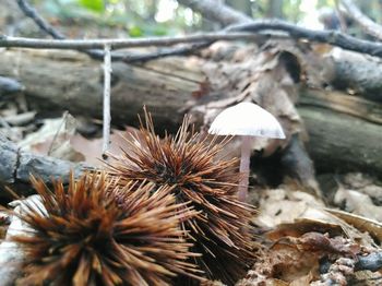 Close-up of mushrooms on field