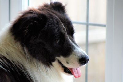 Close-up of dog looking away