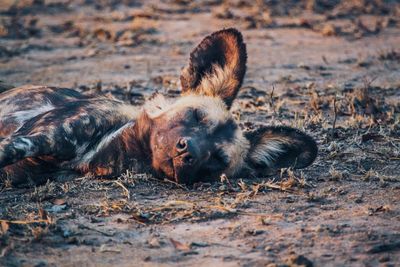 View of dog resting in the mud