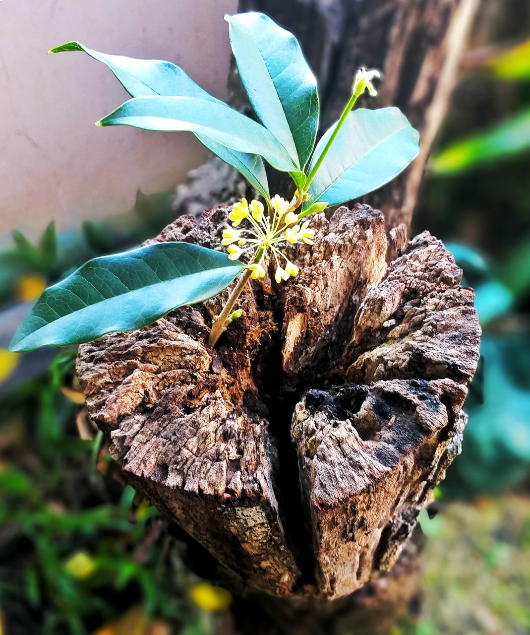 CLOSE-UP OF DRY LEAF ON LAND