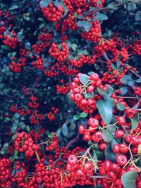 Close-up of red flowers