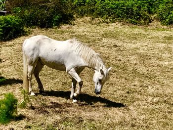 Horse grazing on field