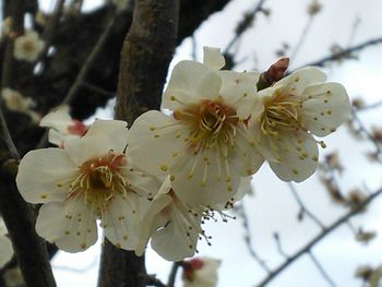 Close-up of apple blossoms in spring