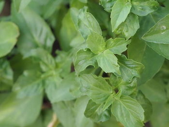 Close-up of fresh green leaves