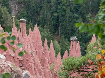 Plants growing on land