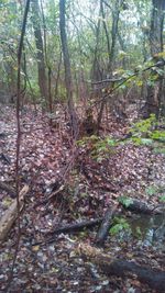 Trees in forest