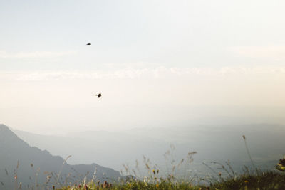 Bird flying over mountain range against sky