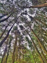 Low angle view of trees in forest