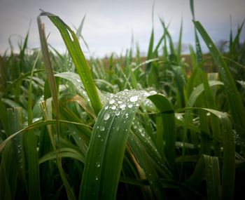 Close-up of wet grass on field