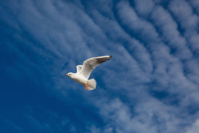 Low angle view of seagull flying