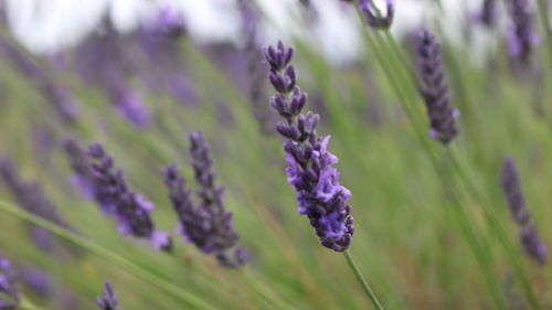 Close-up of purple flowers