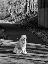 Portrait of dog on road in forest