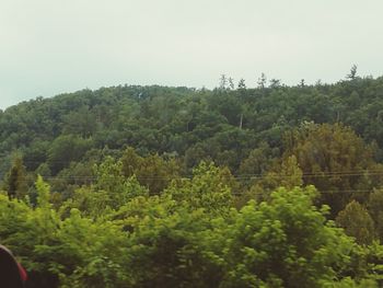 Scenic view of forest against clear sky