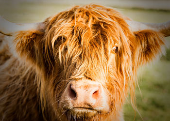 Close-up of a horse