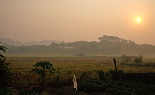 Scenic view of agricultural field against sky during sunset