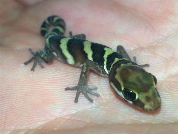 Close-up of insect on hand