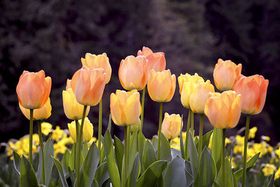 Close-up of yellow tulips in field