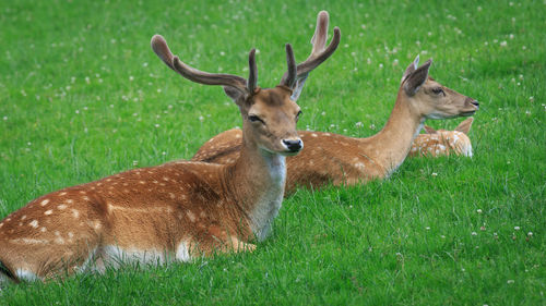 Close-up of deer on field