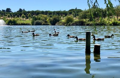 Ducks swimming in lake