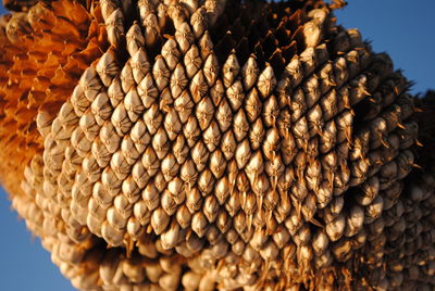 Full frame shot of wood