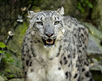 Portrait of snow leopard in zoo