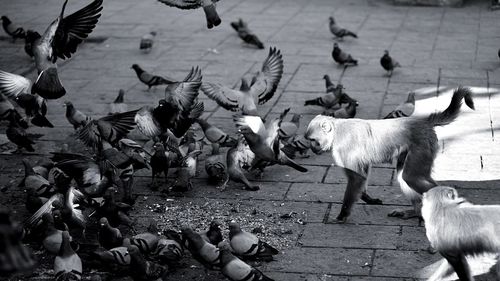 Pigeons and monkeys on street