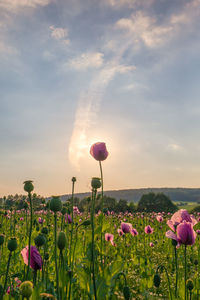Pink tulip flowers on field against sky