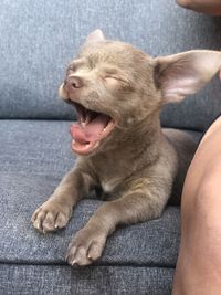 Dog sitting on sofa