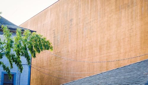 Close-up of plant against building