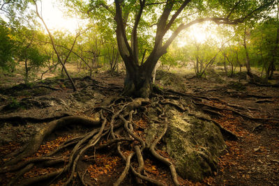 Trees in forest