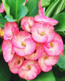 Close-up of pink flowers