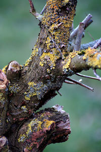 Close-up of lichen on tree trunk