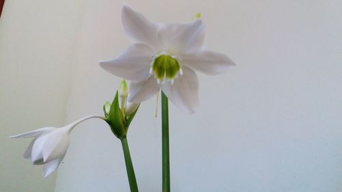 Close-up of white flowers