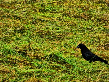 High angle view of bird perching on grass