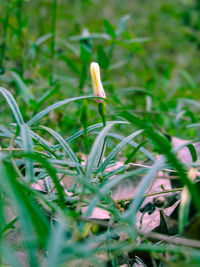 Close-up of mushroom growing on field